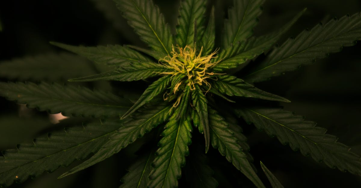 How much do Budtenders make in Ontario?