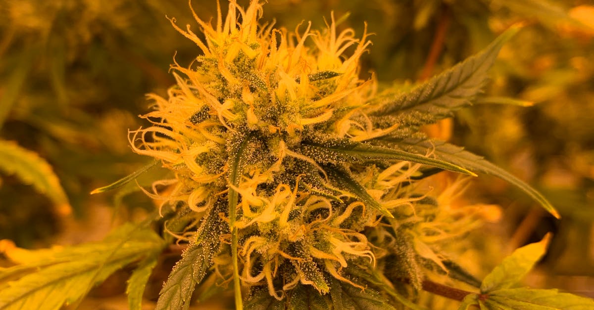 What are the duties of a cannabis brand ambassador?