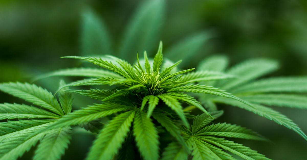 What are the salaries in the cannabis industry in Canada?