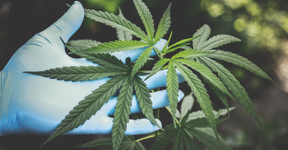 What is a cannabis educator job description?
